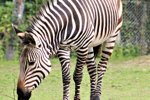 A Visit to Blackpool Zoo: Conservation and Attractions