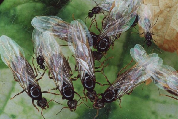 Understanding Flying Ants Day in the UK