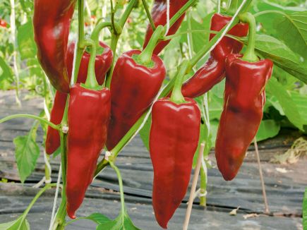 The Growing Popularity and Health Benefits of Paprika