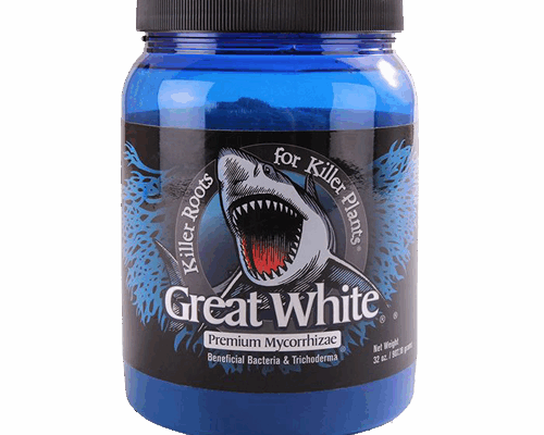 Great White Sharks: Conservation and Dangers Facing Them