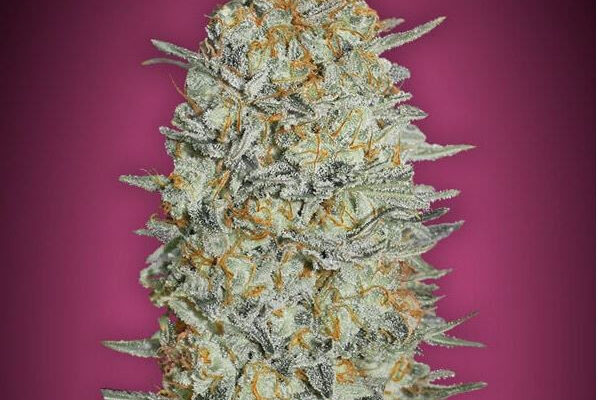 Understanding the Importance of Kush in Cannabis Culture
