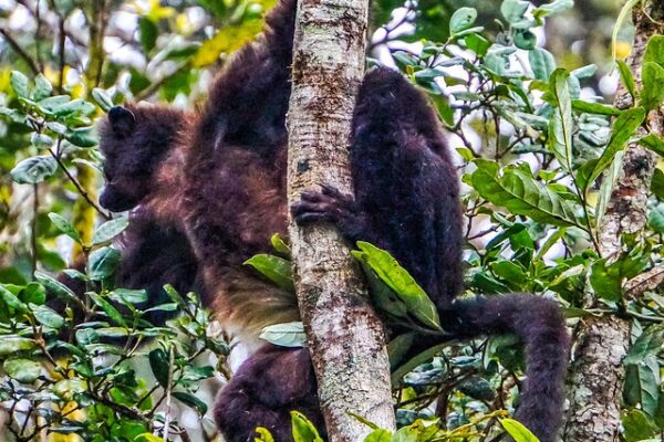 Exploring the Wonders of Madagascar