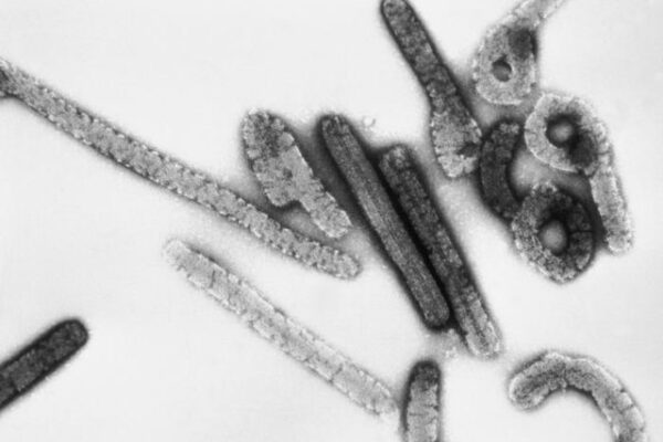 The Growing Concern of the Marburg Virus in 2023