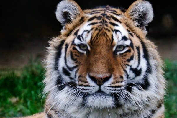 Marwell Zoo Tigers: A Focus on Conservation and Care