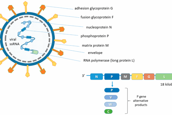 The Rising Concern of Nipah Virus and Its Impacts