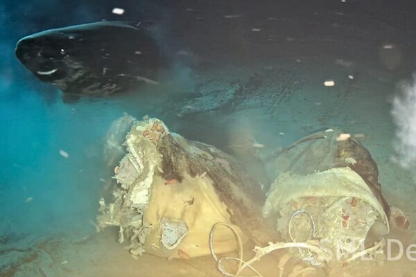 Understanding Pacific Sleeper Sharks in the South China Sea