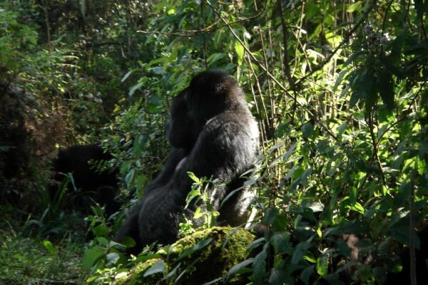 Rwanda: A Nation of Progress and Resilience