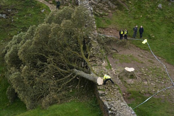 The Sycamore Gap Tree: A Symbol of Natural Beauty