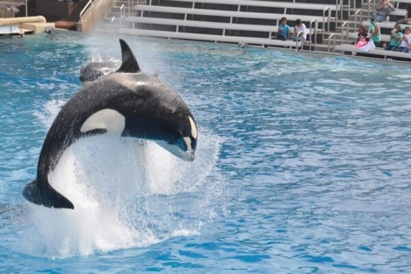 The Jessica Orca Attack: An Unprecedented Incident
