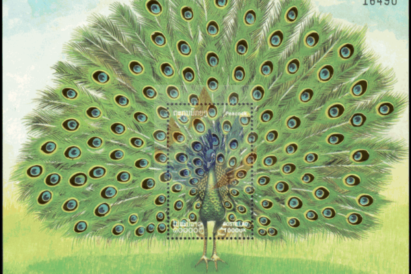 The Majestic Peacock: Significance and Conservation Efforts