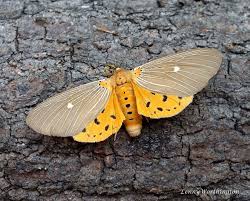 Exploring the Fascinating World of Tiger Moths