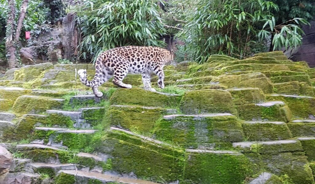 Exploring Colchester Zoo: Wildlife and Conservation