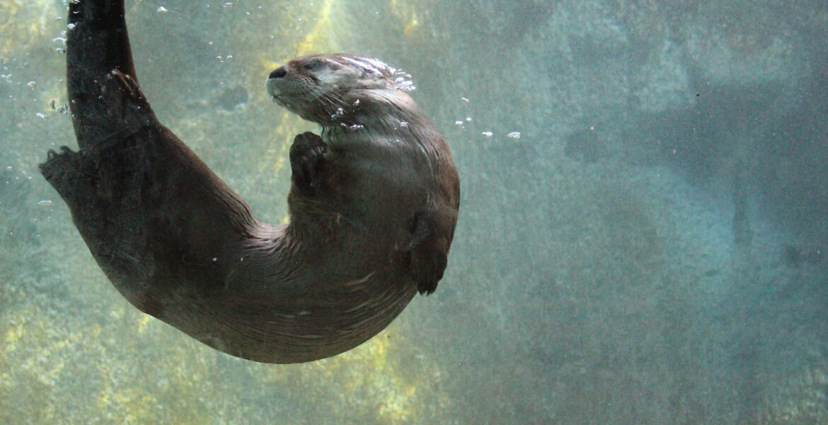Understanding River Otters: Facts and Conservation Efforts