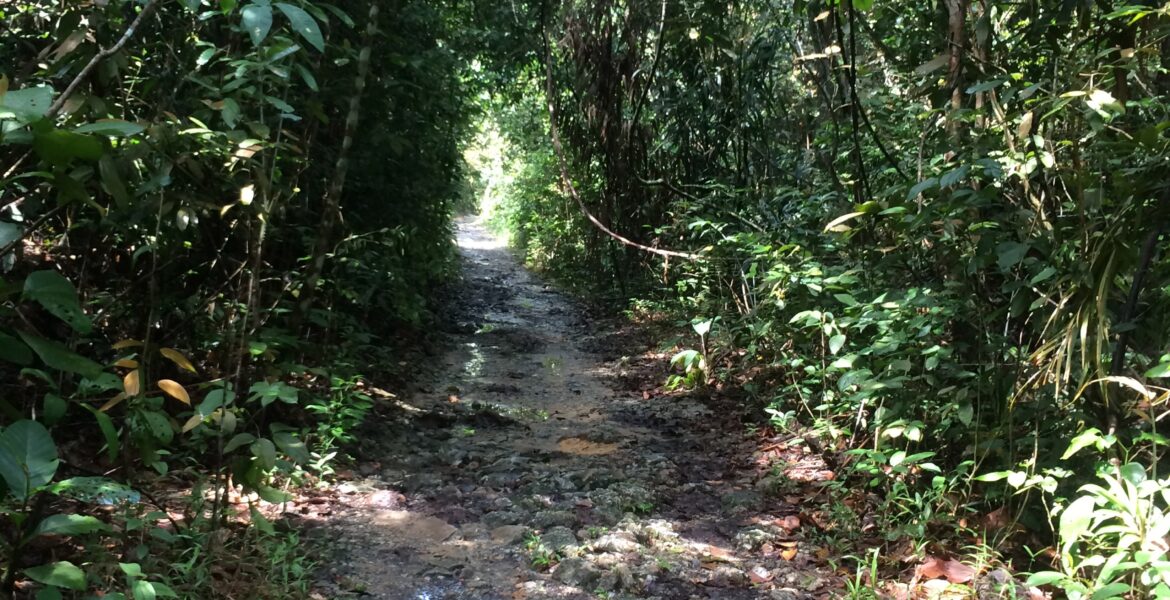 The Health Benefits of Running: A Comprehensive Guide