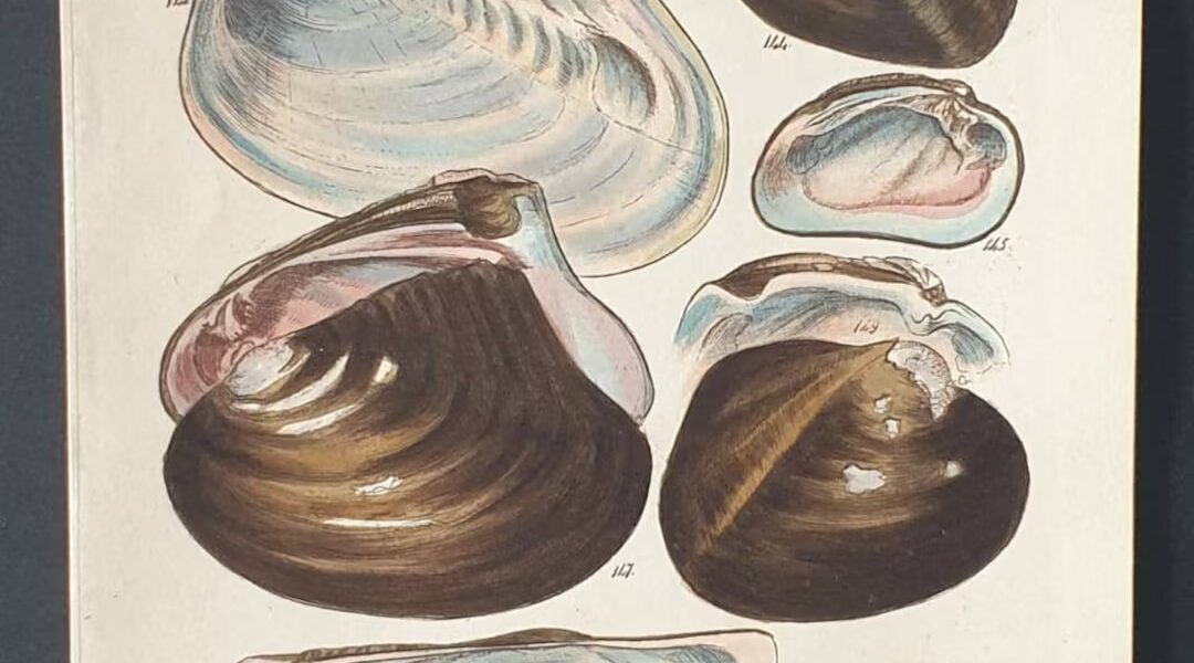 Shell’s Commitment to Renewable Energy and Sustainability