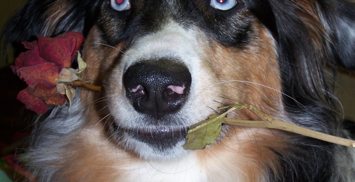 The Heartwarming Bond Between Sheridan Smith and Her Dog