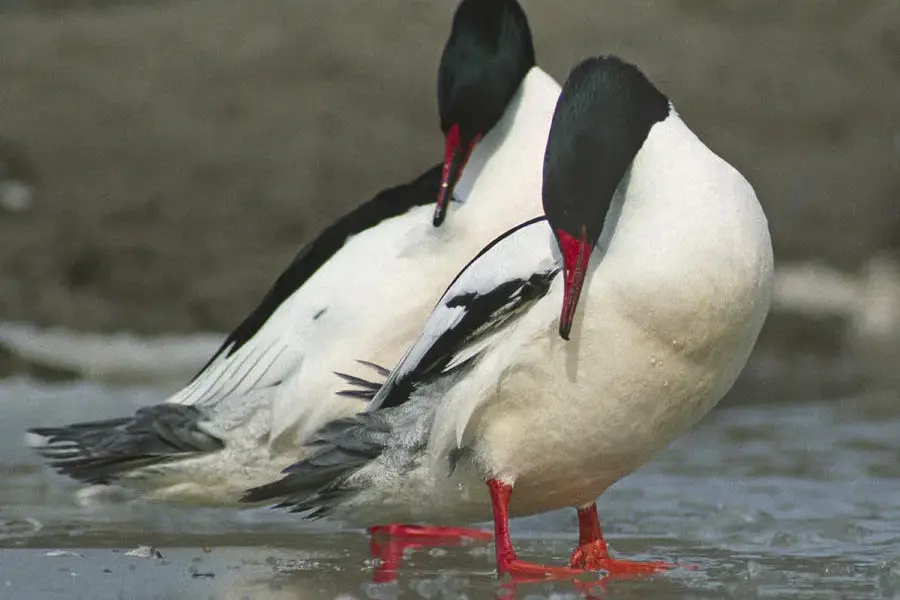 mark preen — GB news