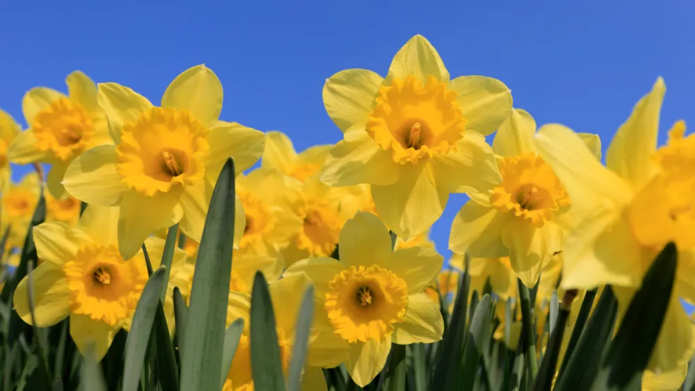 st davids day — GB news