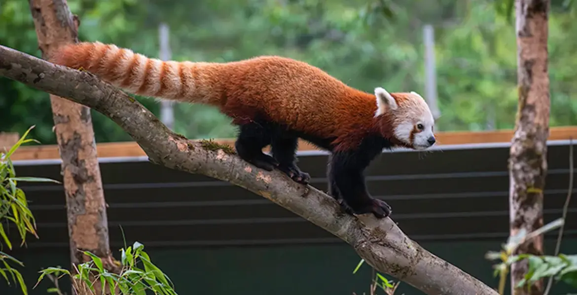 bristol zoo project — GB news