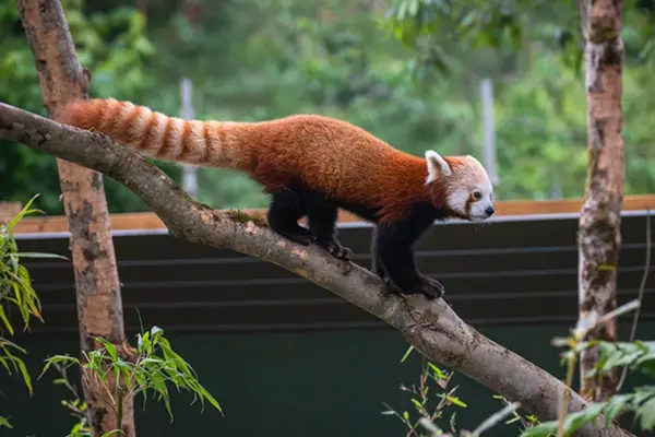 bristol zoo project — GB news