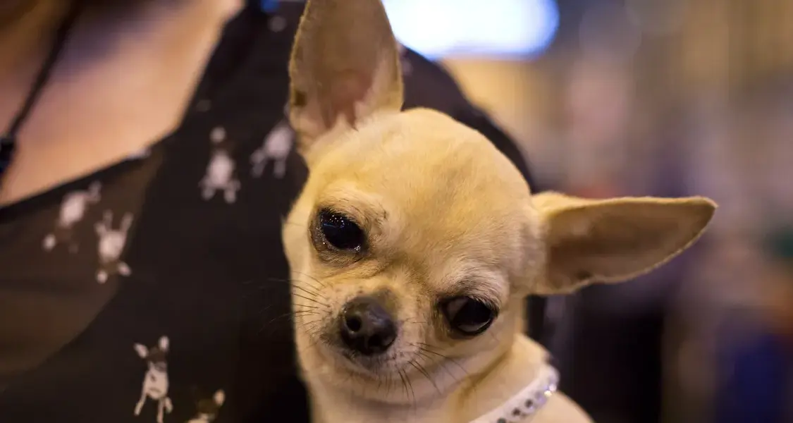 dog breeds banned in uk — GB news