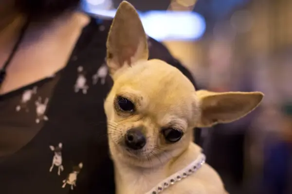 dog breeds banned in uk — GB news