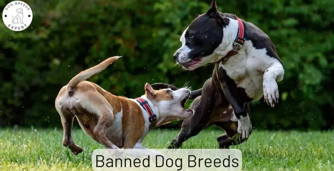 dog breeds to be banned — GB news