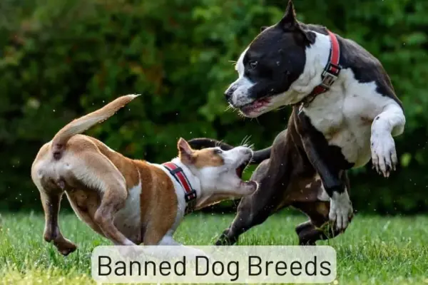 dog breeds to be banned — GB news