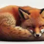 fox — GB news