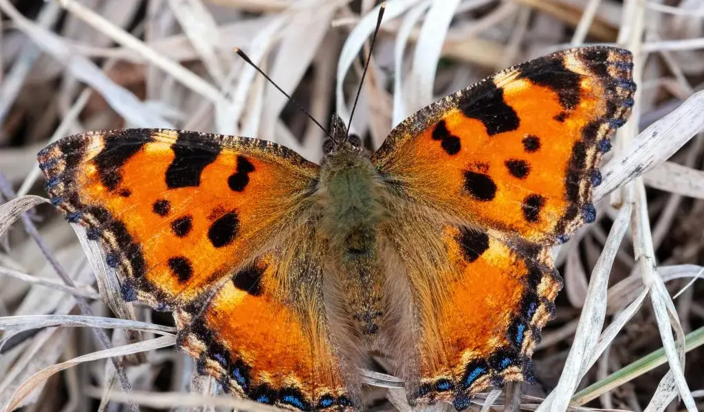 large tortoiseshell butterfly — GB news