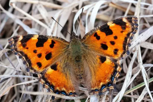 large tortoiseshell butterfly — GB news
