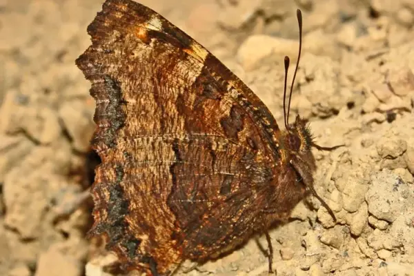 large tortoiseshell — GB news