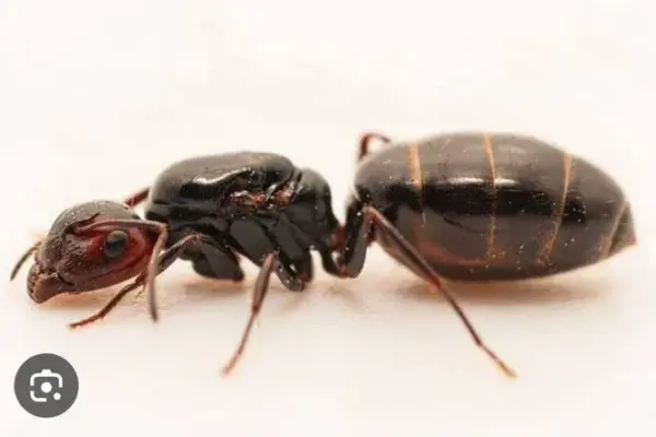 queen ants kenya — GB news