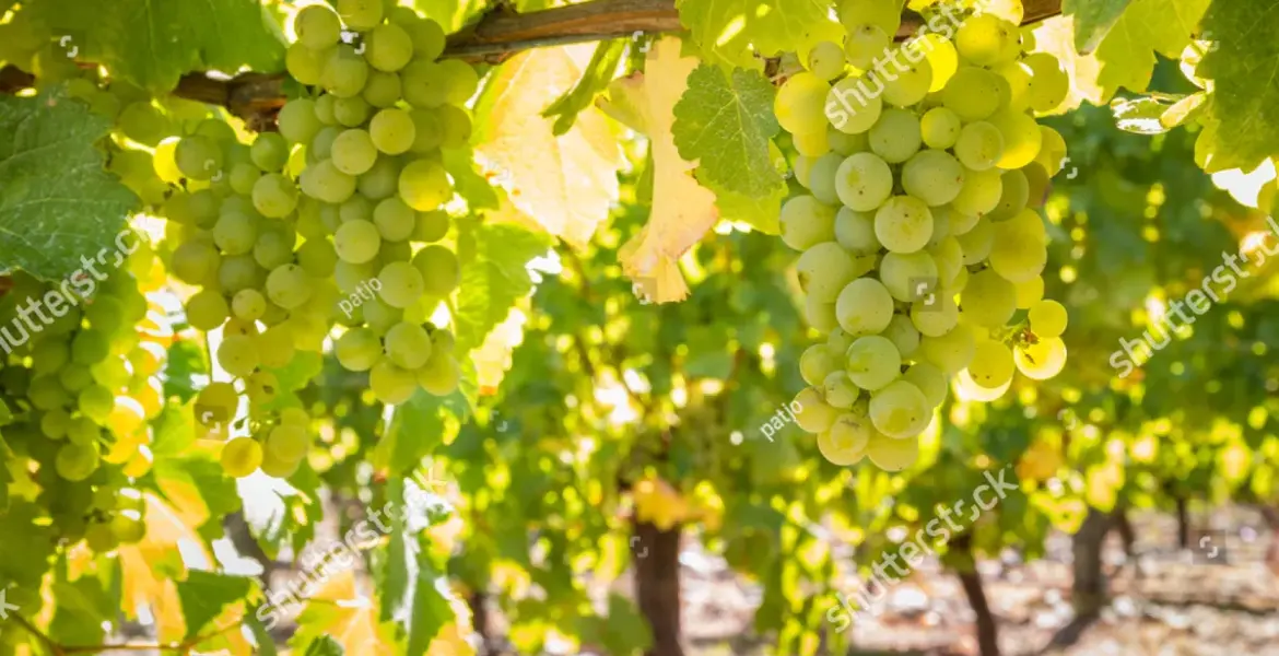 sauvignon blanc — GB news