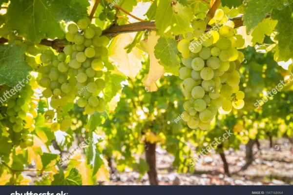 sauvignon blanc — GB news