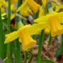 st. david's day — GB news