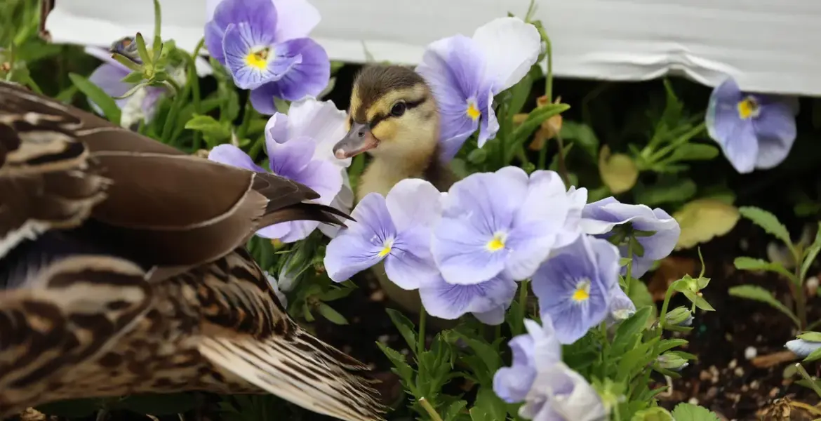 when is mother's day — GB news