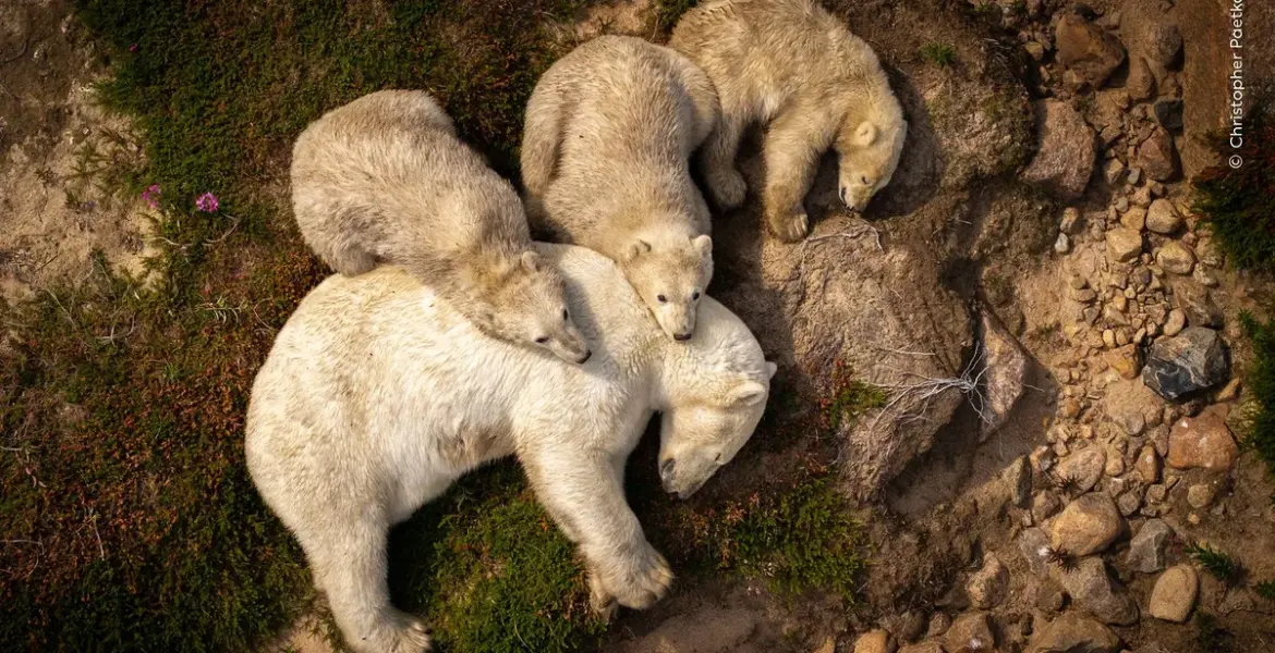 wildlife photographer of the year — GB news