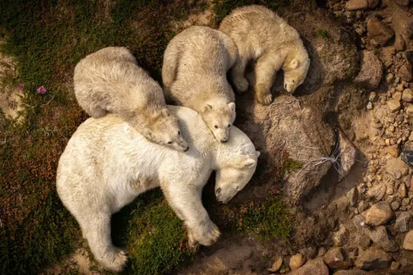 wildlife photographer of the year — GB news