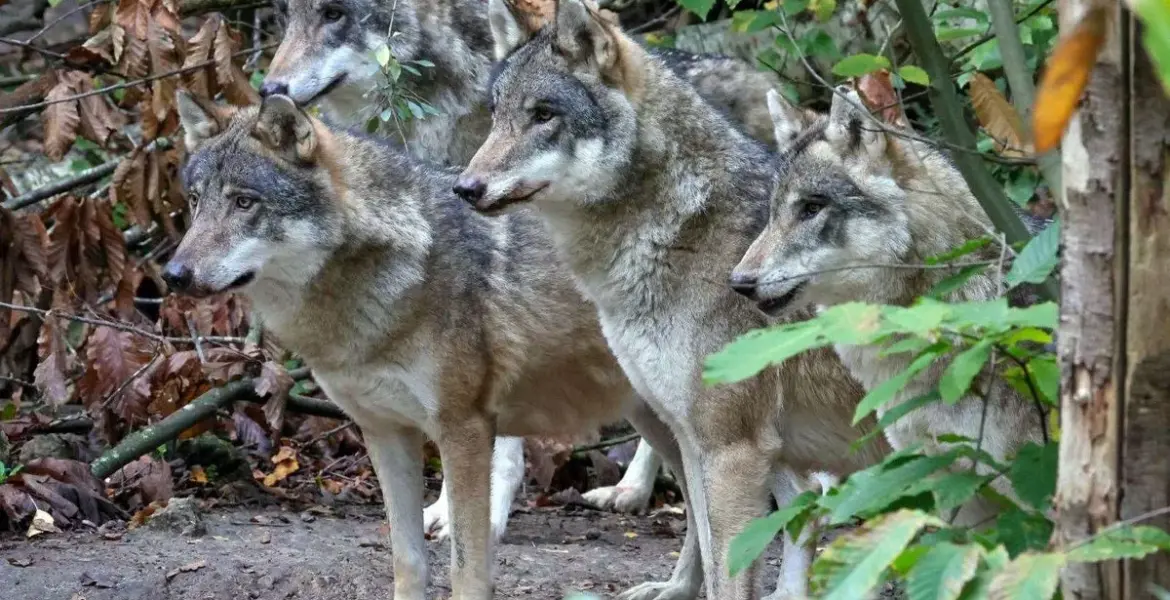 wildwood trust wolf euthanasia — GB news