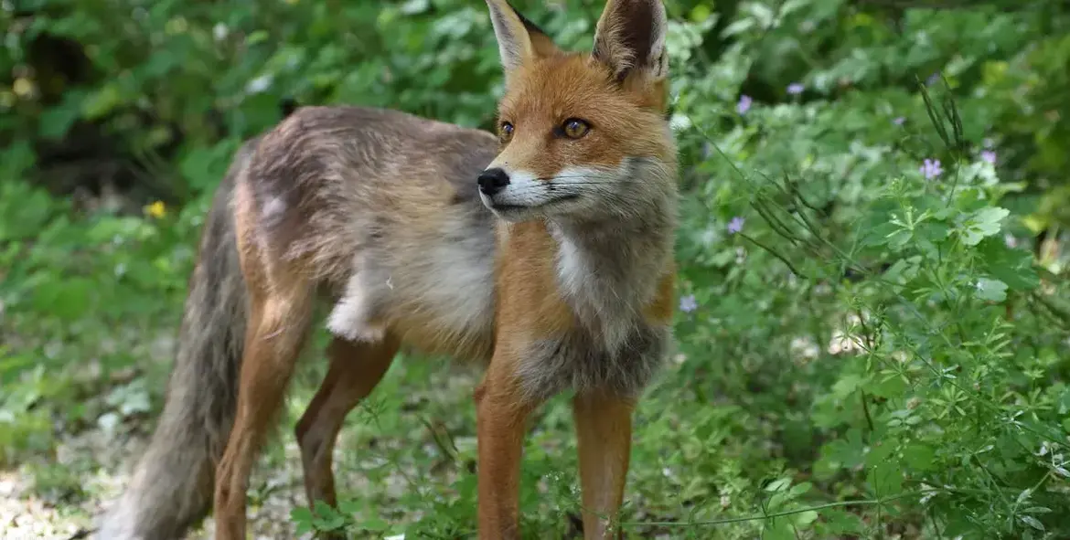 chernobyl — GB news