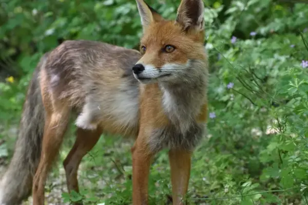 chernobyl — GB news