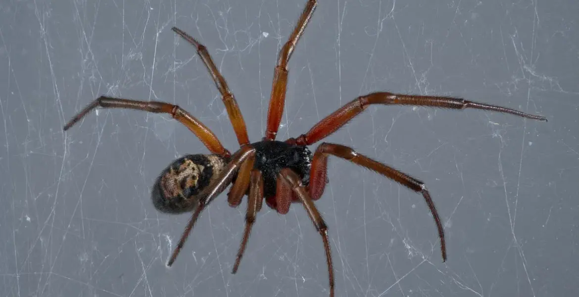 false widow spider uk — GB news