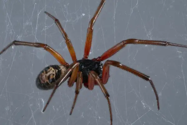 false widow spider uk — GB news