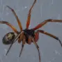 false widow spider uk — GB news