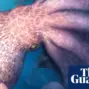 giant octopus — GB news