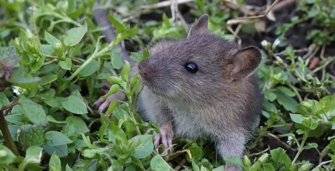 monty don — GB news