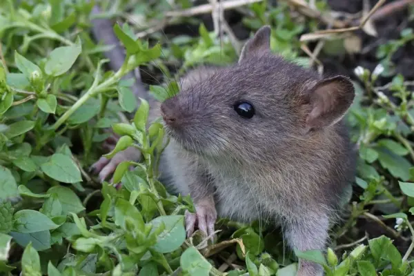 monty don — GB news