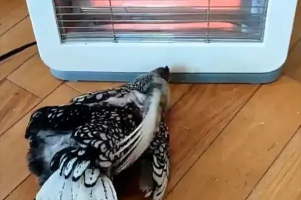 the chicken ick phenomenon — GB news