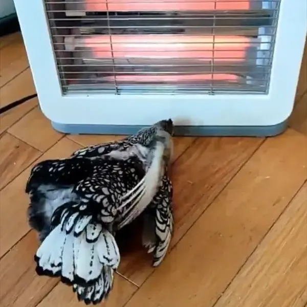 the chicken ick phenomenon — GB news